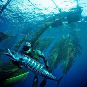 Подводная рыбалка: что для неё требуется?