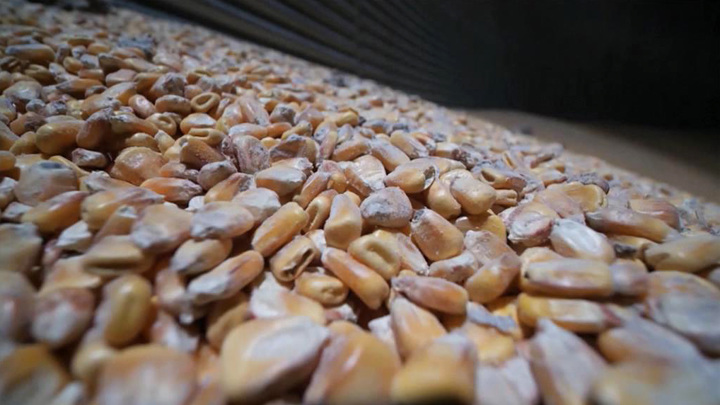 Польша запретит импорт зерна с Украины