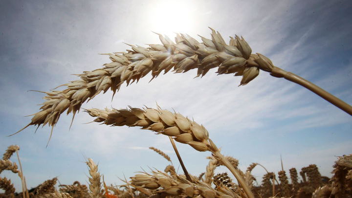 В США сказали, на что готовы пойти ради возобновления зерновой сделки